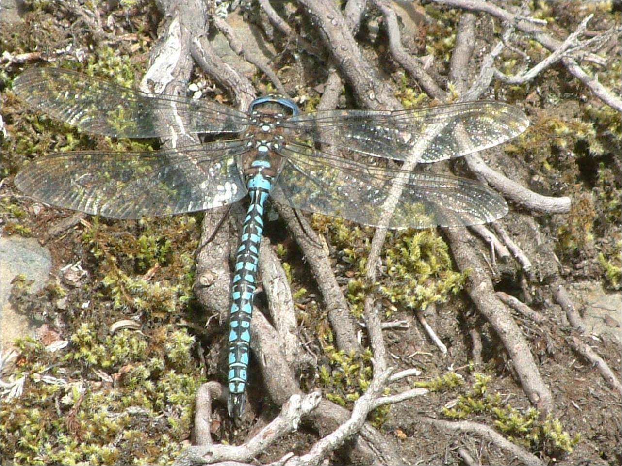 Male Aeshna caerulea by Pat Batty